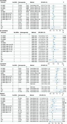 Elucidating causal relationships of diet-derived circulating antioxidants and the risk of osteoporosis: A Mendelian randomization study